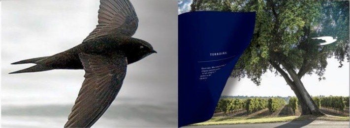 Voyage du Swift spread: the swift in flight over the terroir